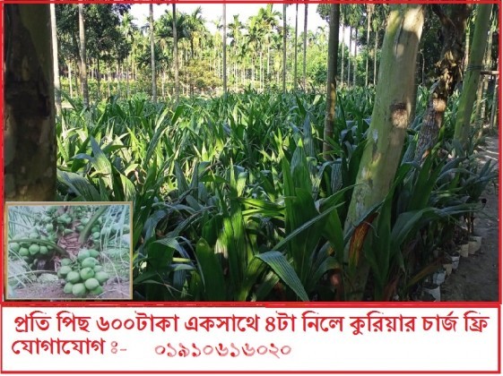 নতুন জাতের ভিয়েতনামের সিয়ামগ্রীন নারিকেল চারা